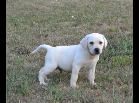 1  labrador r  a0724.jpg